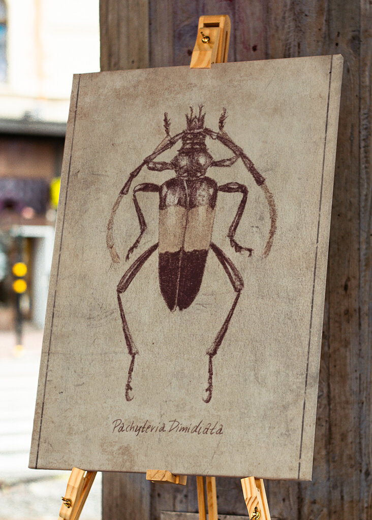 Vintage Insect Sketch
