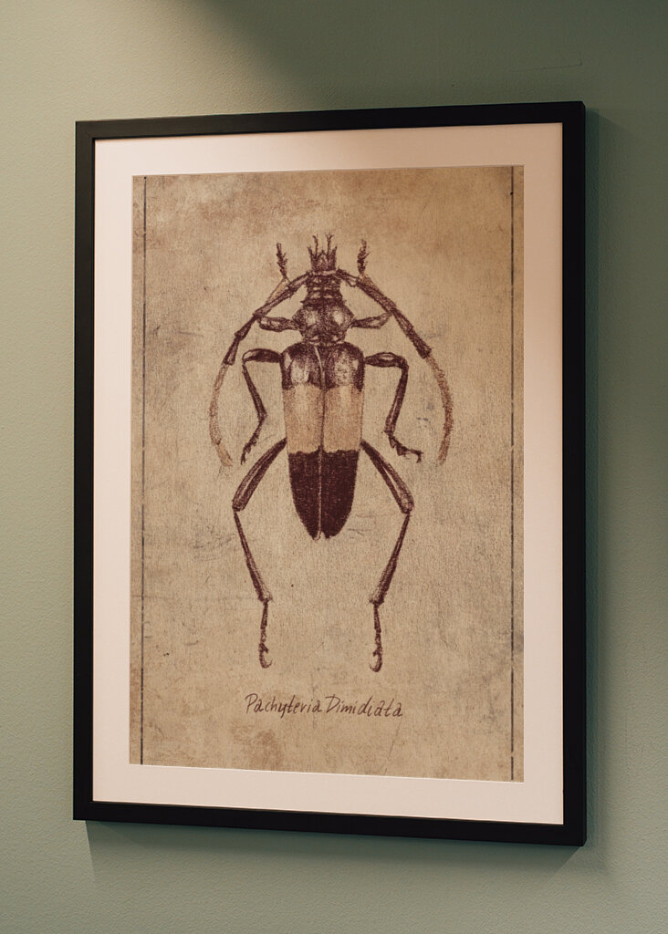 Vintage Insect Sketch