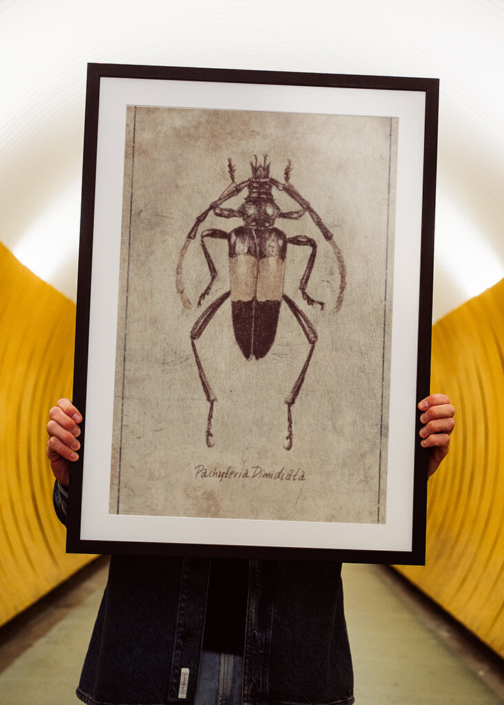 Vintage Insect Sketch