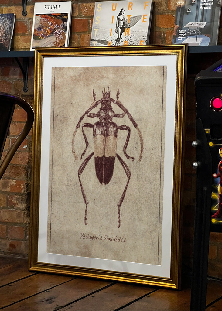 Vintage Insect Sketch