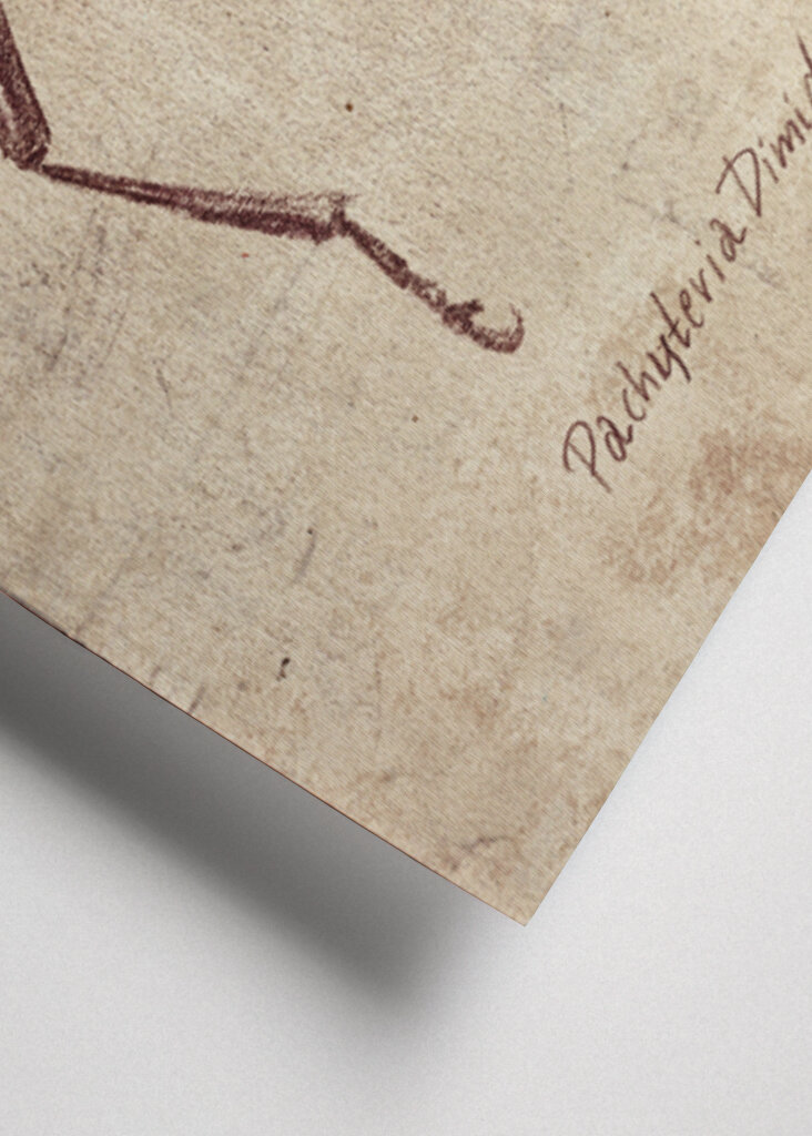 Vintage Insect Sketch