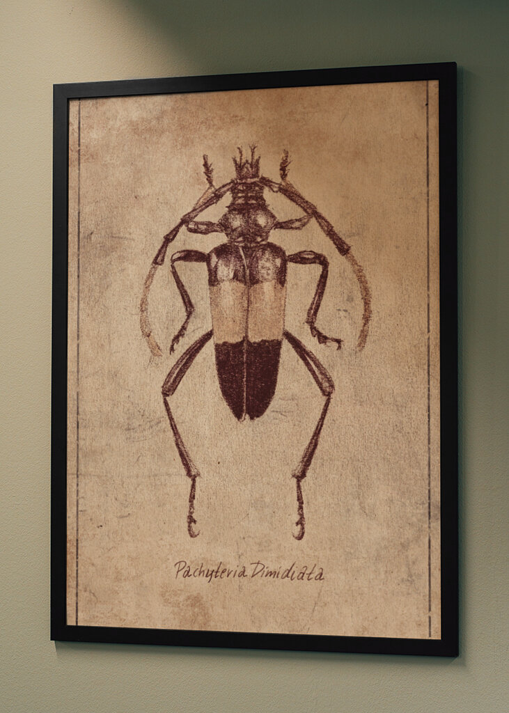 Vintage Insect Sketch