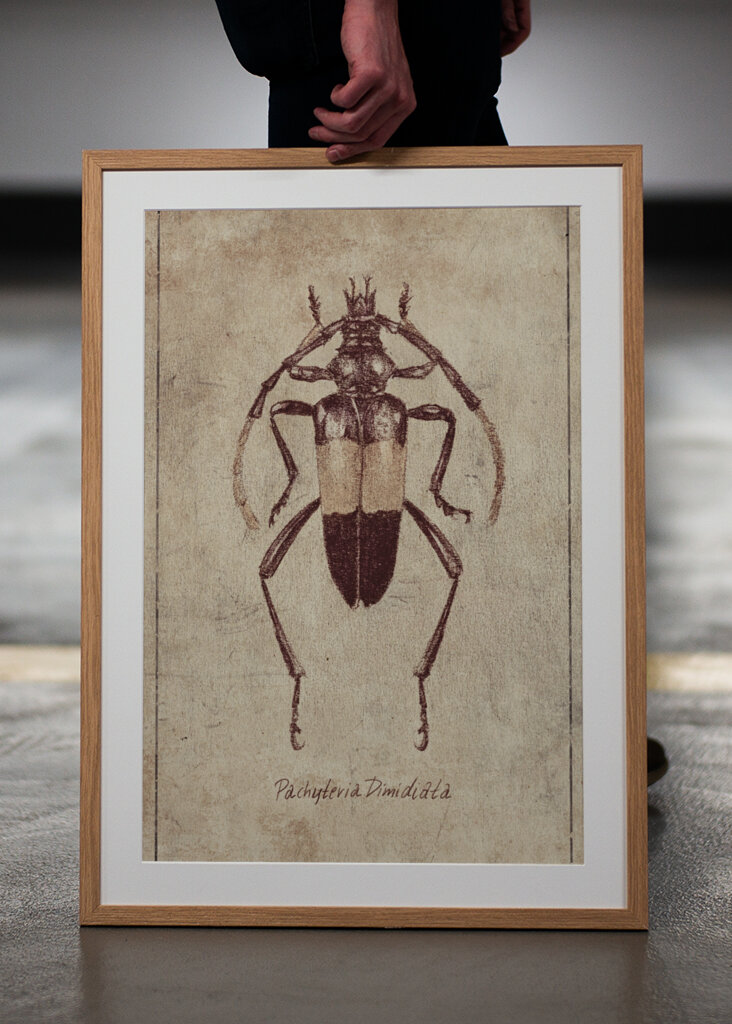 Vintage Insect Sketch