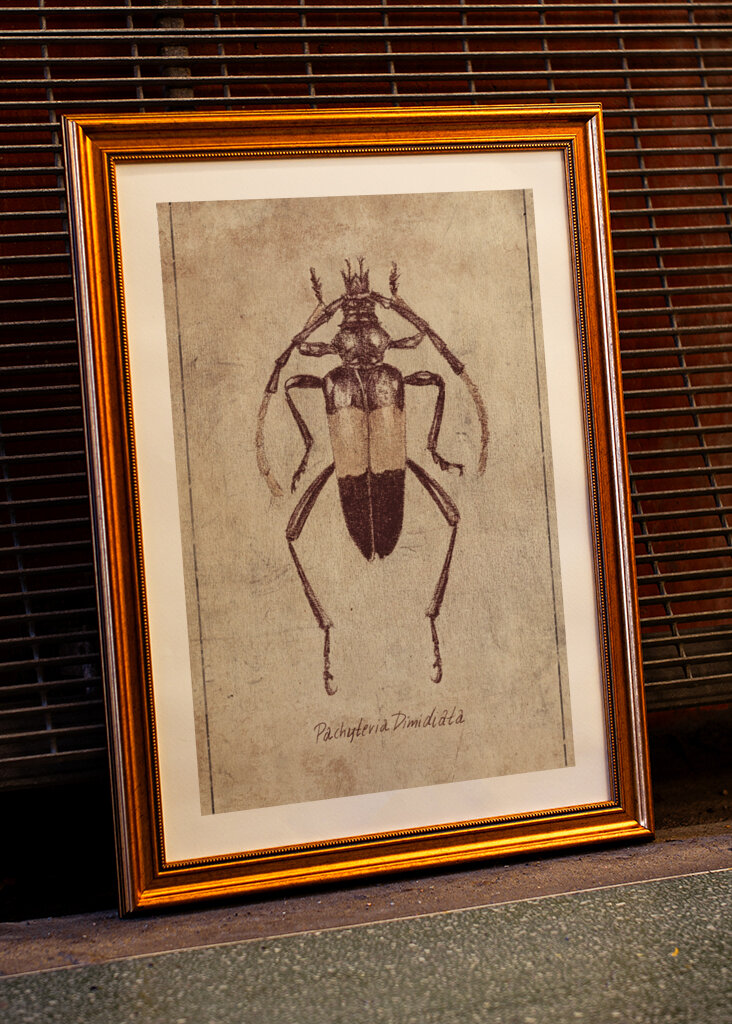 Vintage Insect Sketch