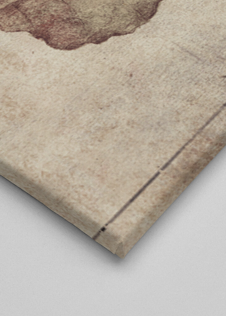 Phyllium Siccifolium Copy