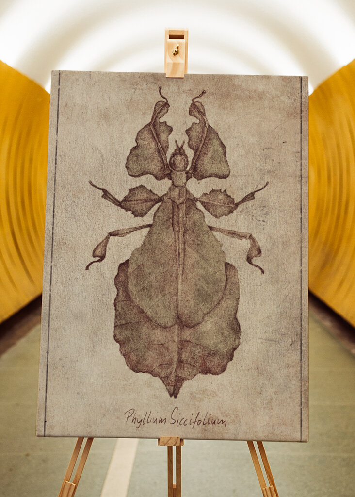 Phyllium Siccifolium Copy