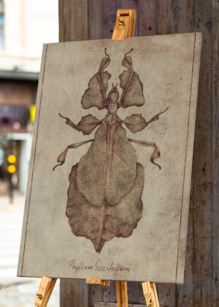 Phyllium Siccifolium Copy