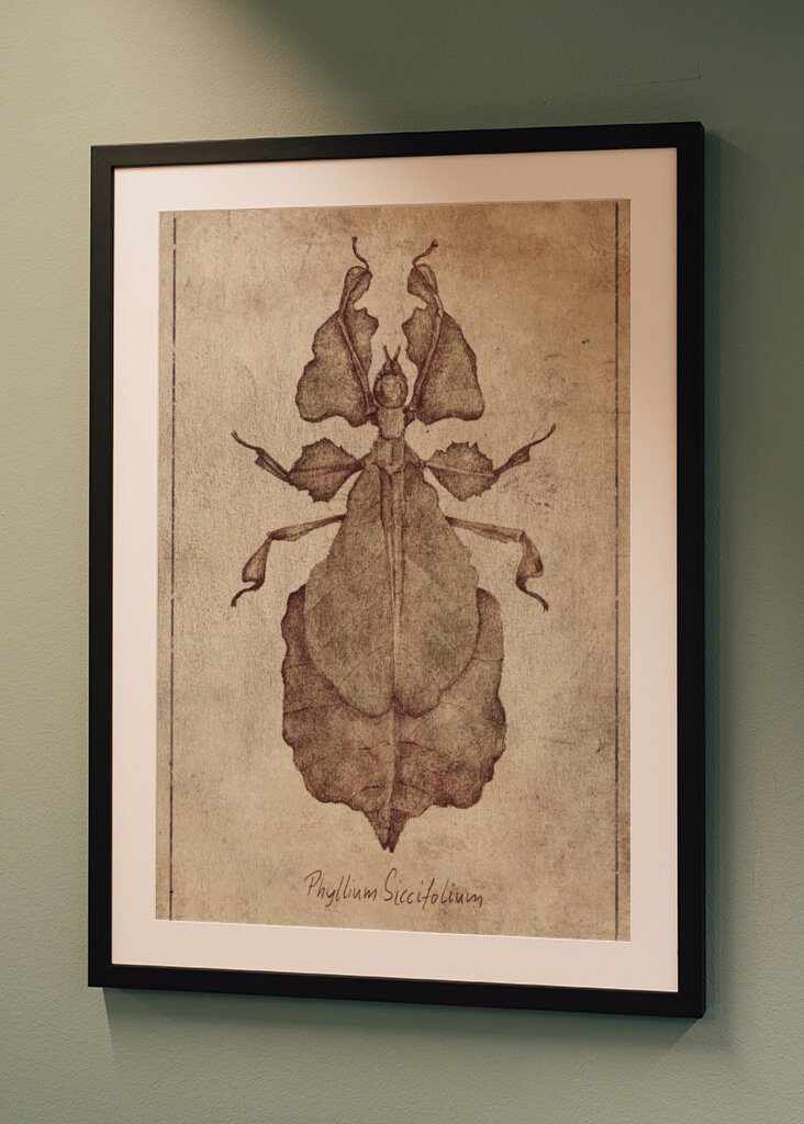 Phyllium Siccifolium Copy