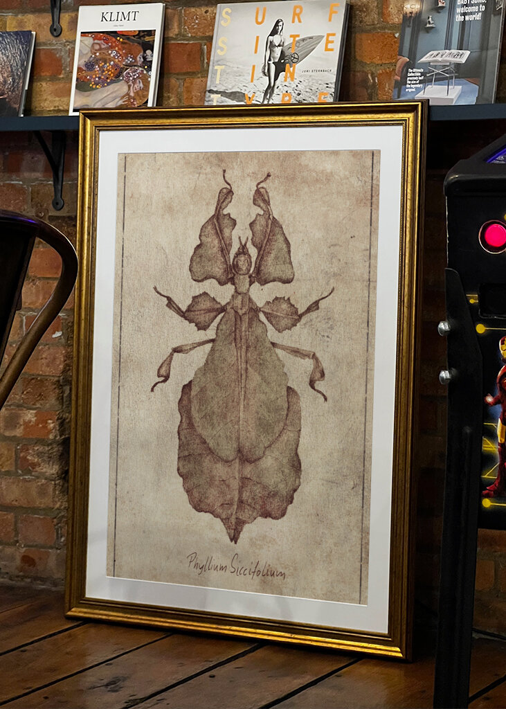 Phyllium Siccifolium Copy