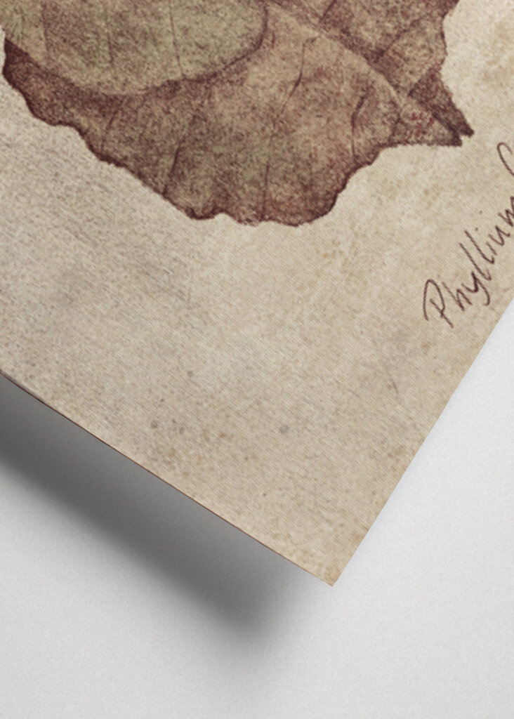 Phyllium Siccifolium Copy