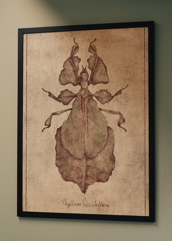 Phyllium Siccifolium Copy