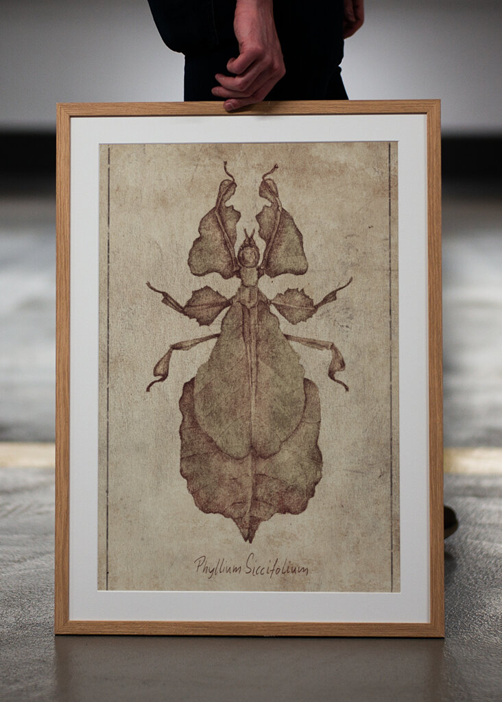 Phyllium Siccifolium Copy