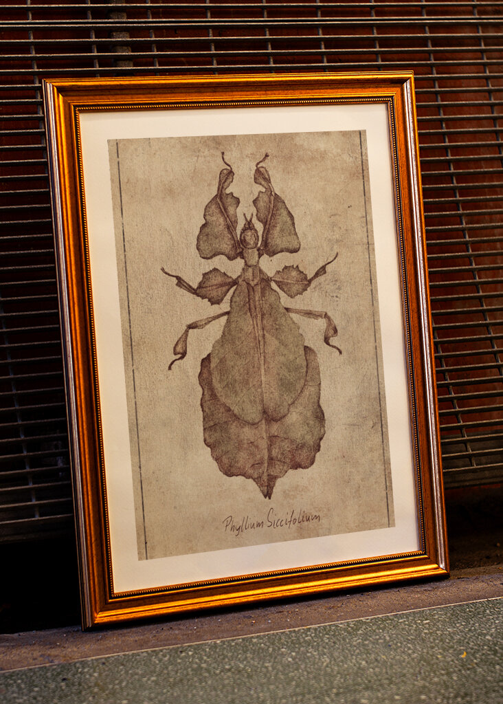 Phyllium Siccifolium Copy