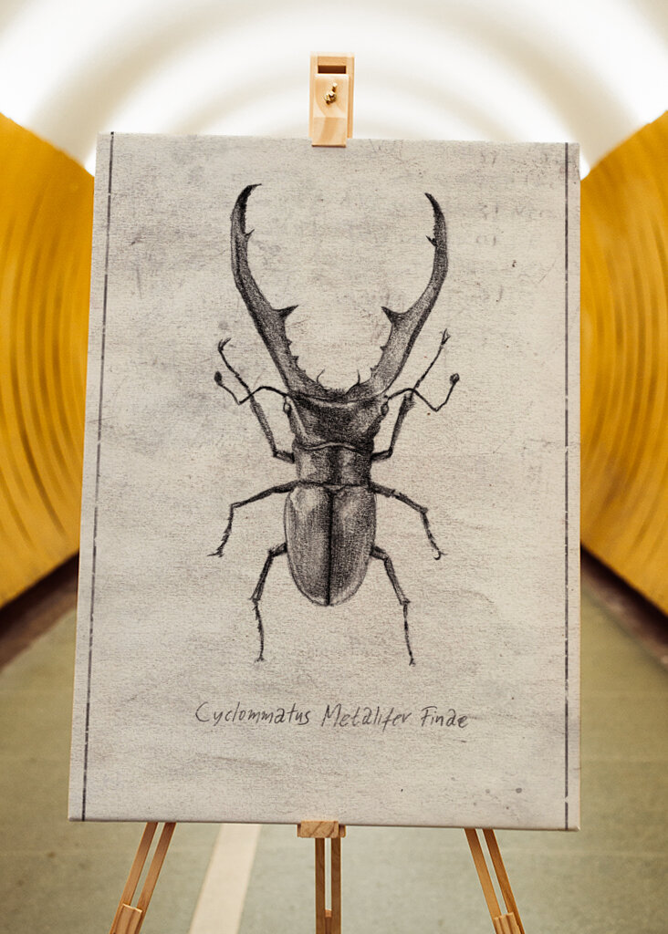 Cyclommatus Metalifer Finae