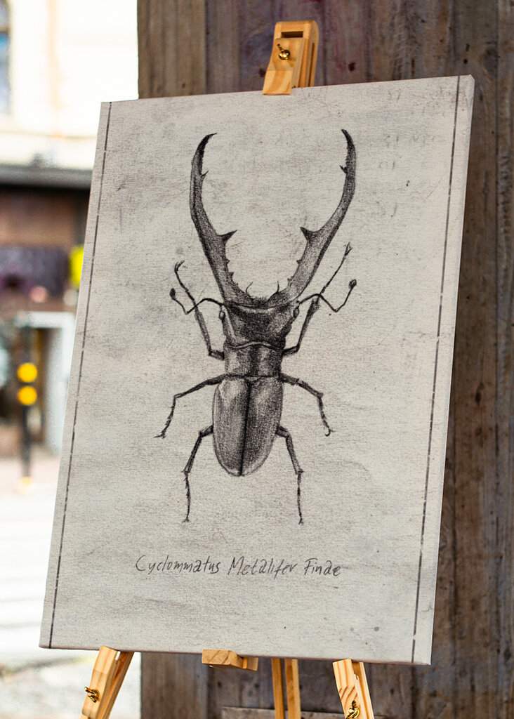 Cyclommatus Metalifer Finae