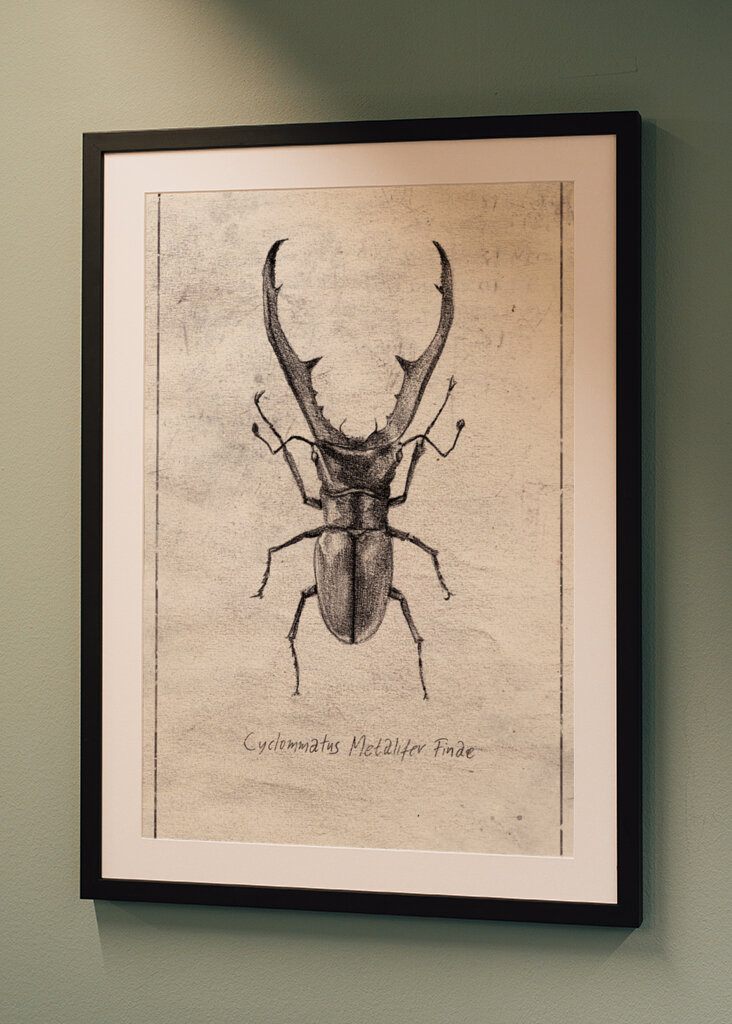 Cyclommatus Metalifer Finae