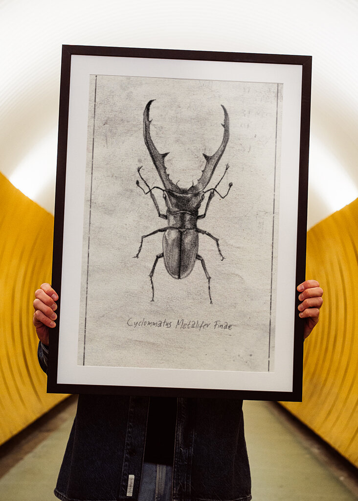 Cyclommatus Metalifer Finae