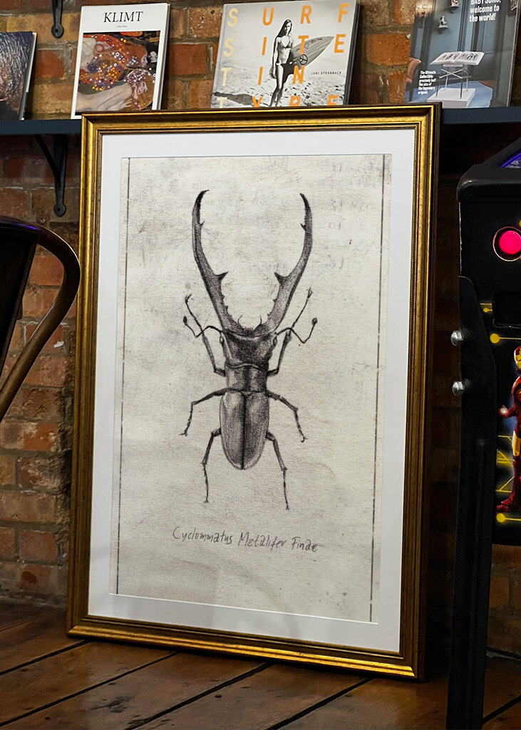 Cyclommatus Metalifer Finae