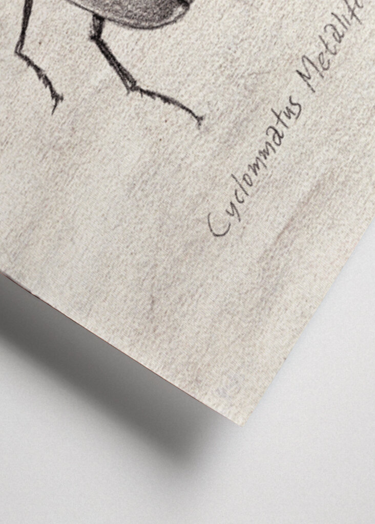 Cyclommatus Metalifer Finae