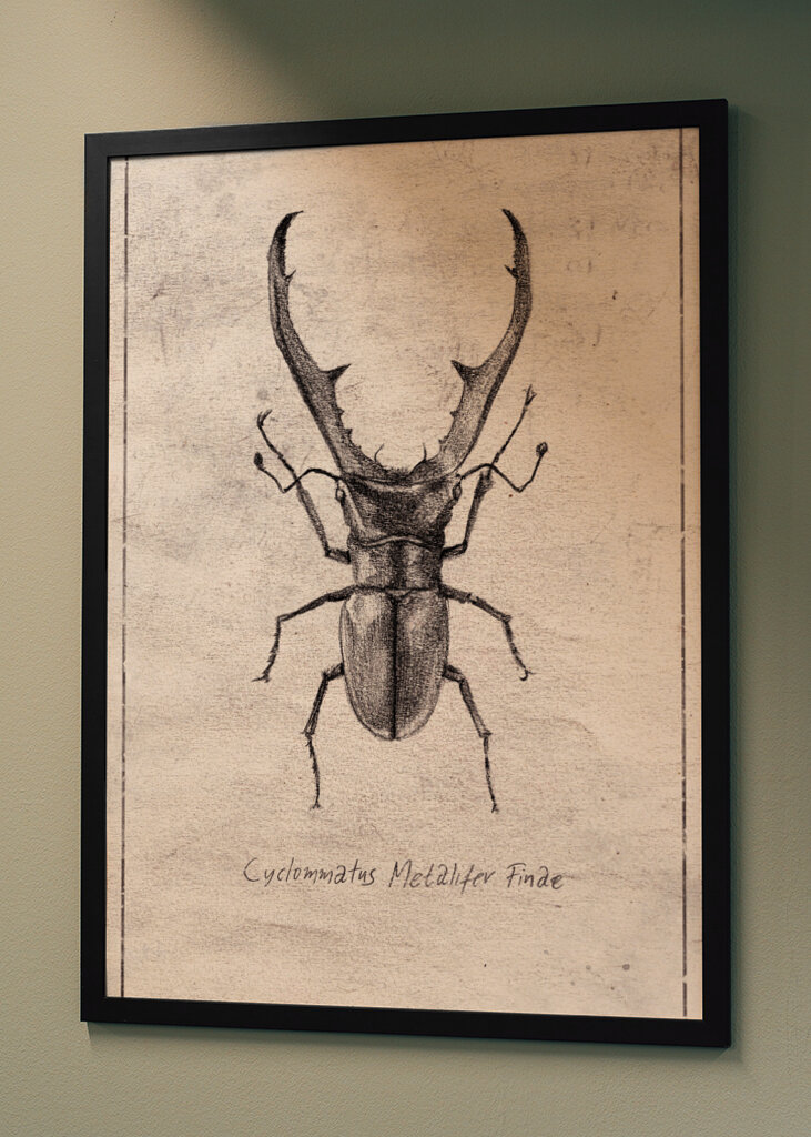 Cyclommatus Metalifer Finae