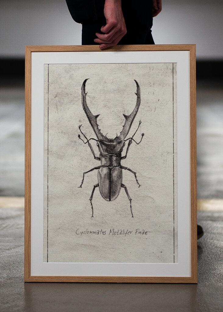 Cyclommatus Metalifer Finae