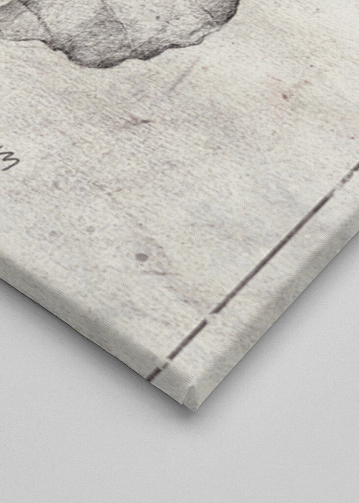 Phyllium Siccifolium