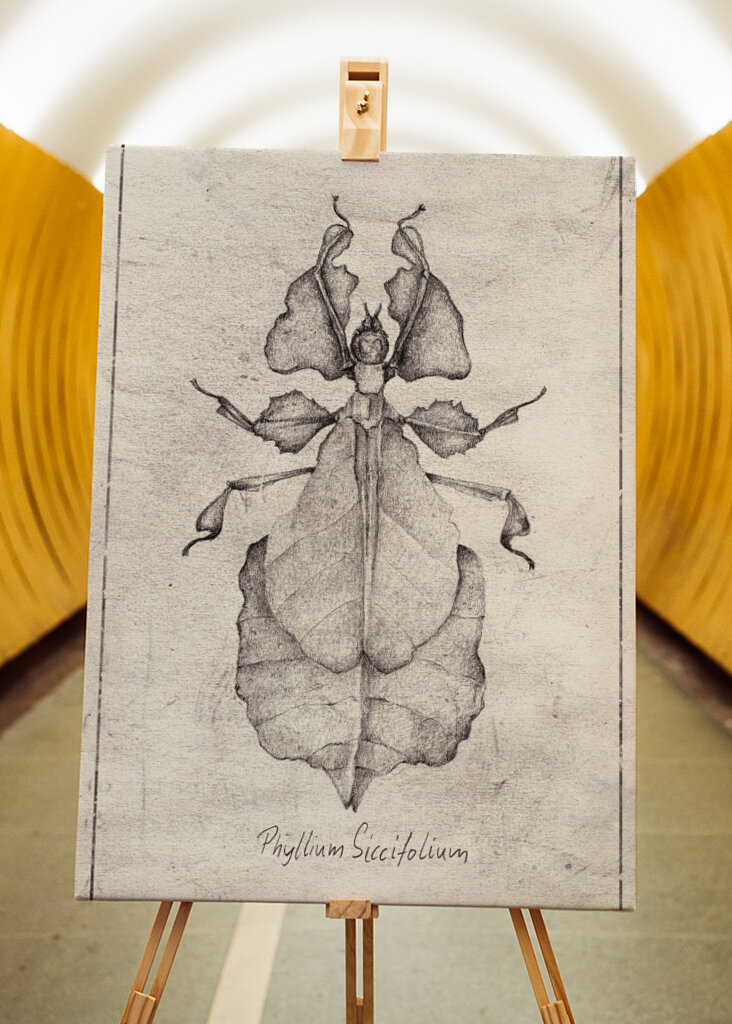 Phyllium Siccifolium