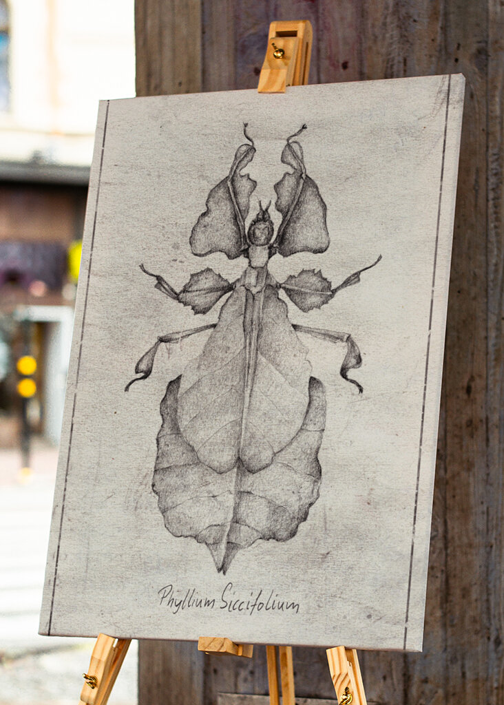 Phyllium Siccifolium