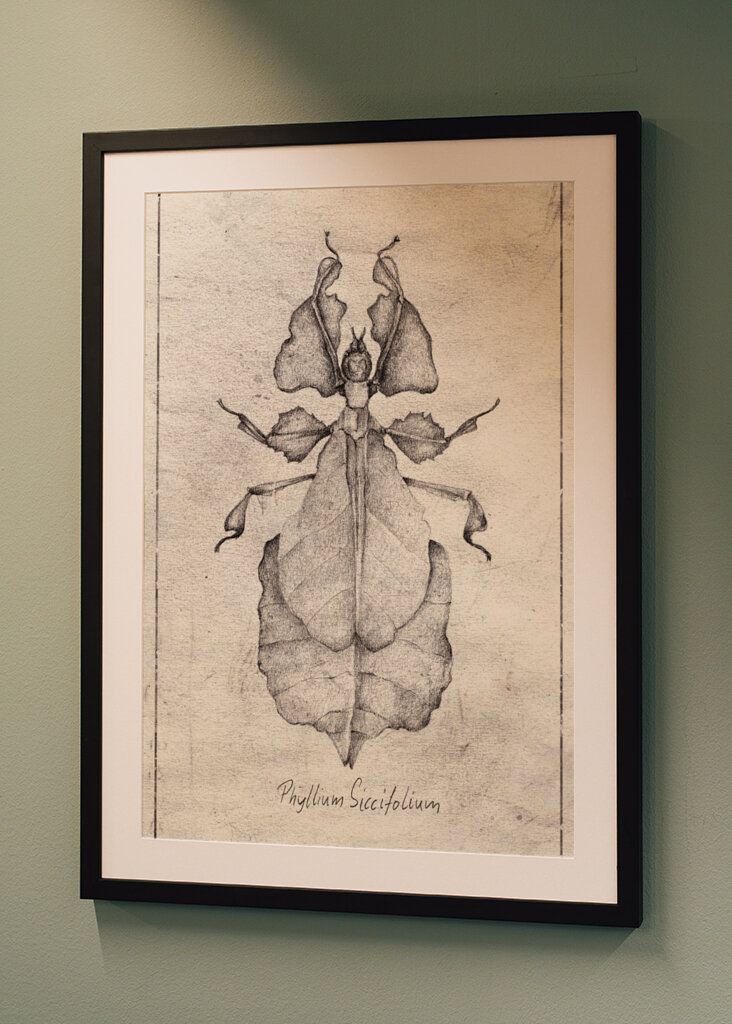 Phyllium Siccifolium