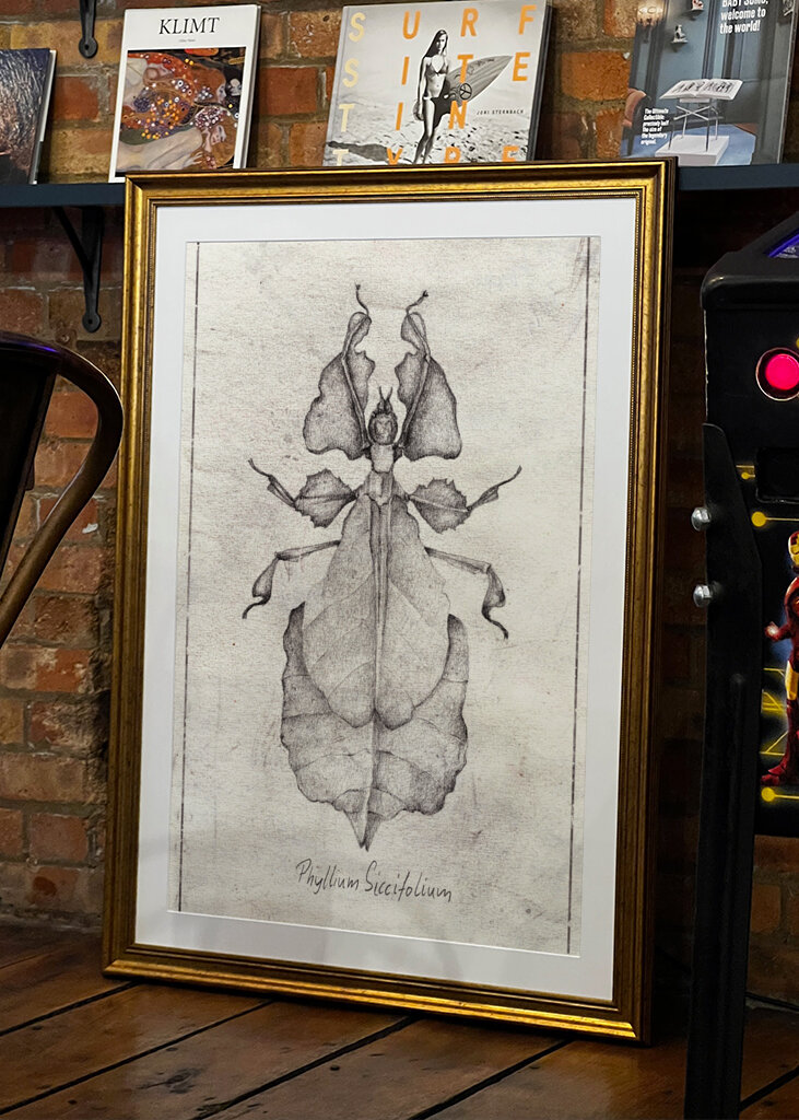 Phyllium Siccifolium