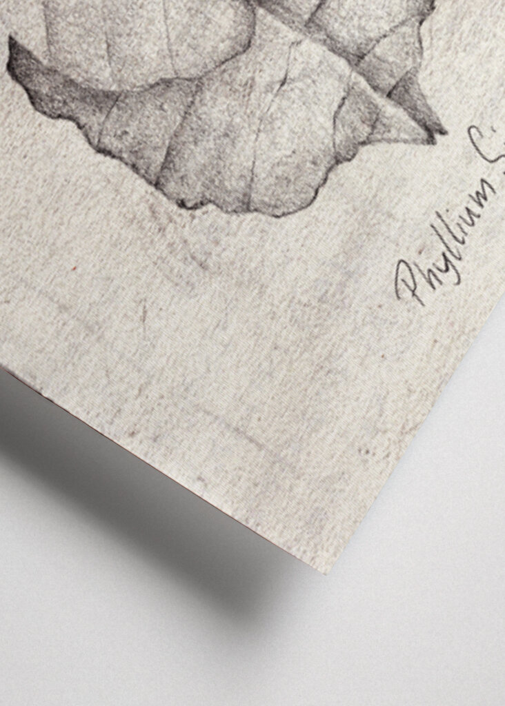 Phyllium Siccifolium