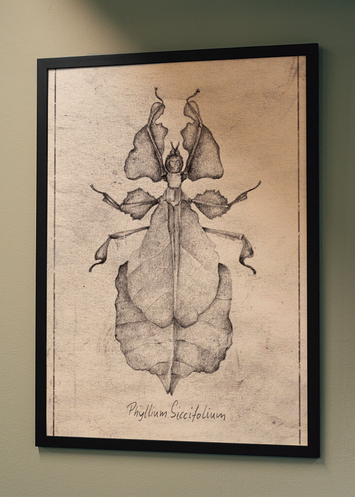 Phyllium Siccifolium