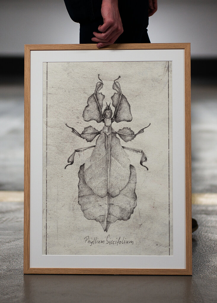 Phyllium Siccifolium