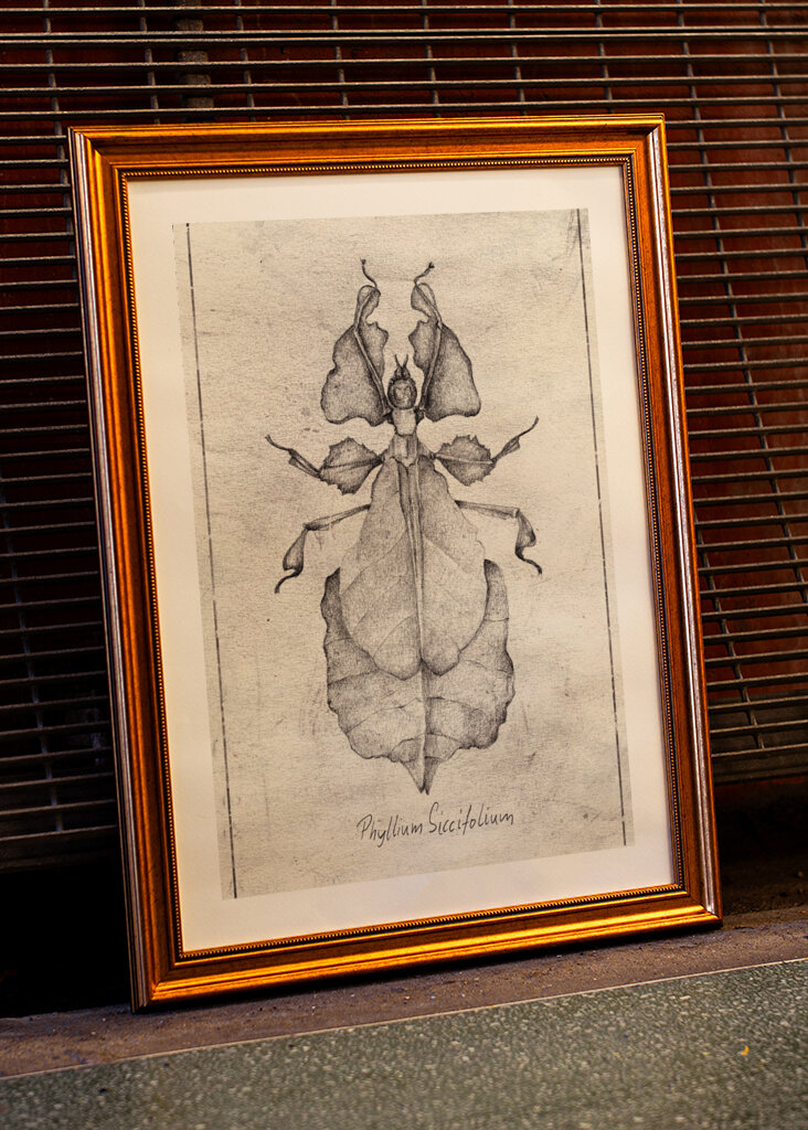 Phyllium Siccifolium