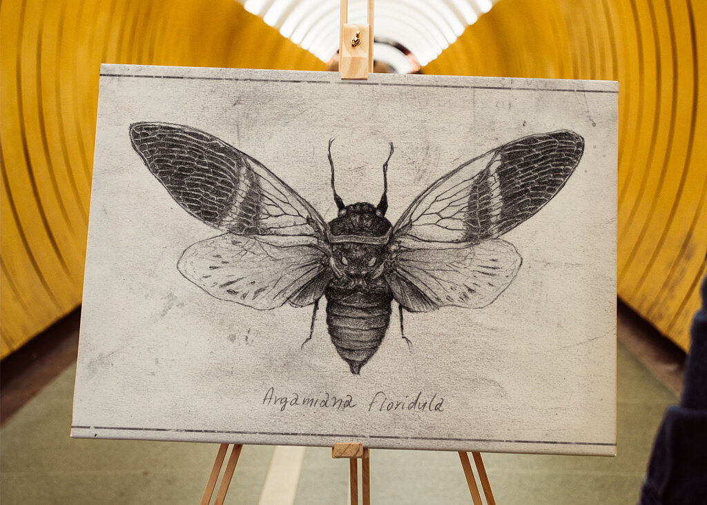 Insect Illustration