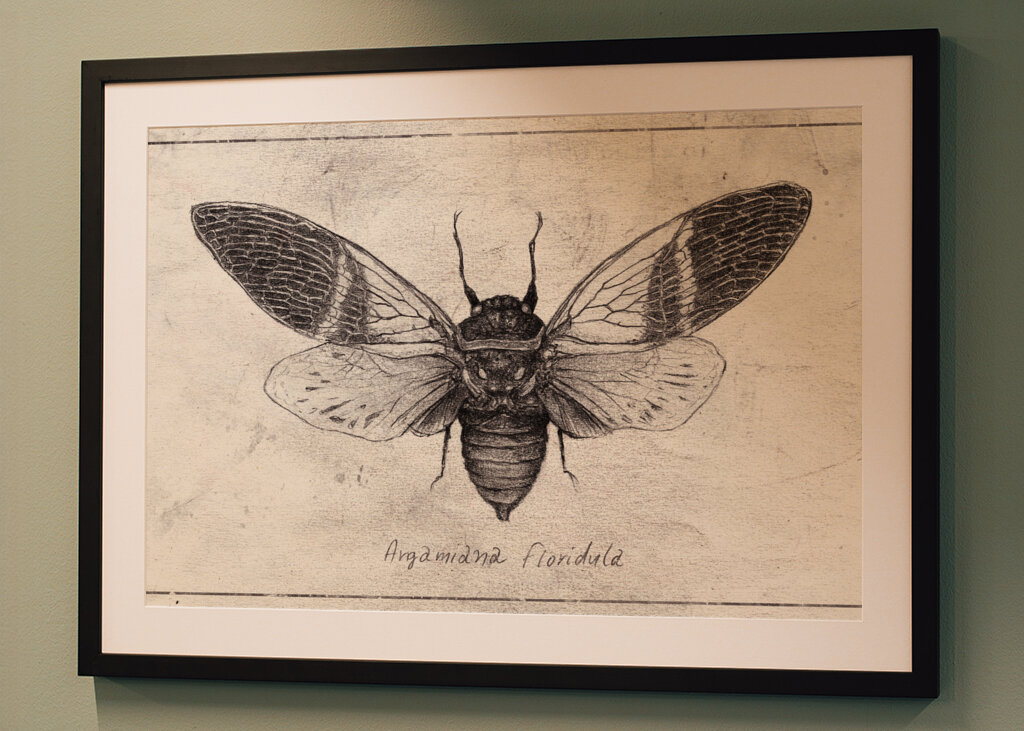 Insect Illustration