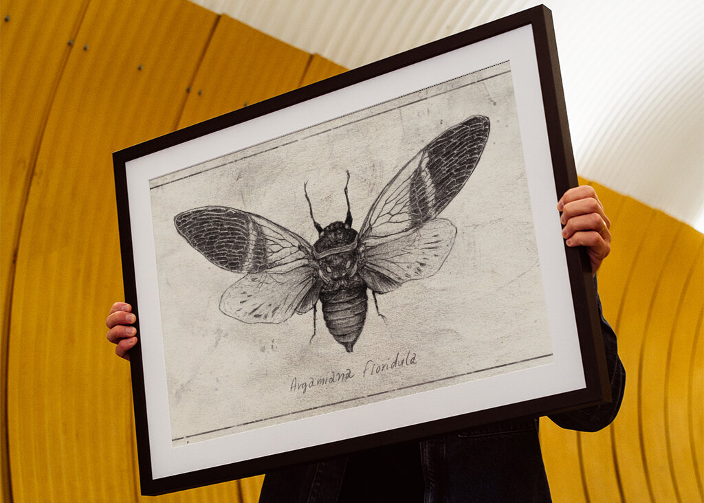 Insect Illustration