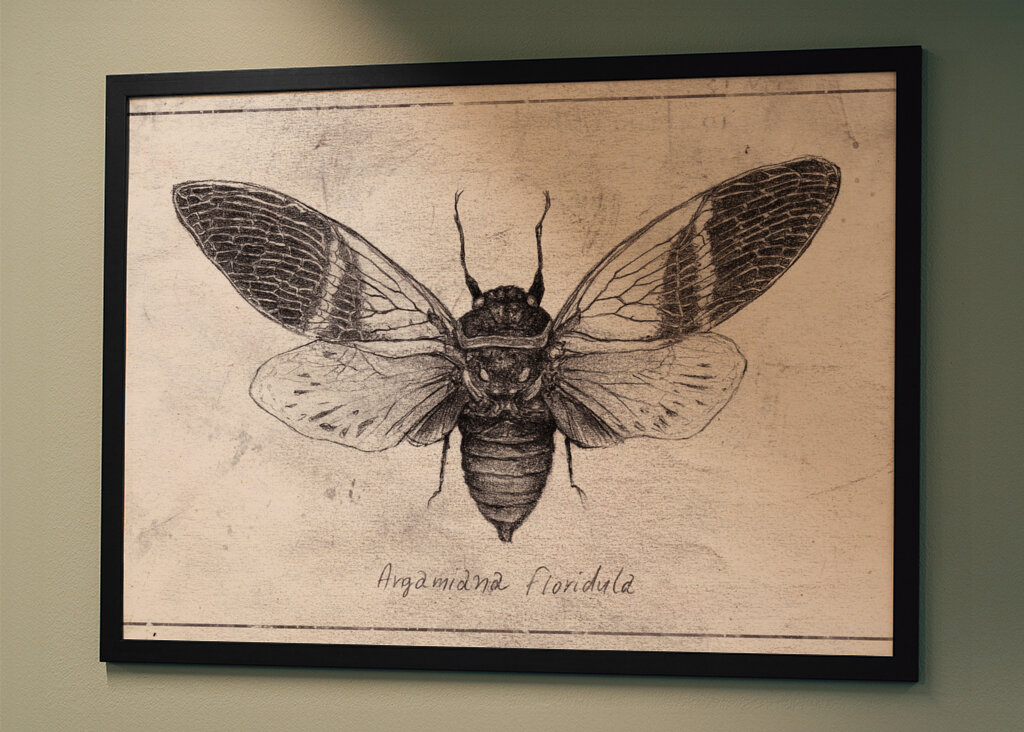 Insect Illustration