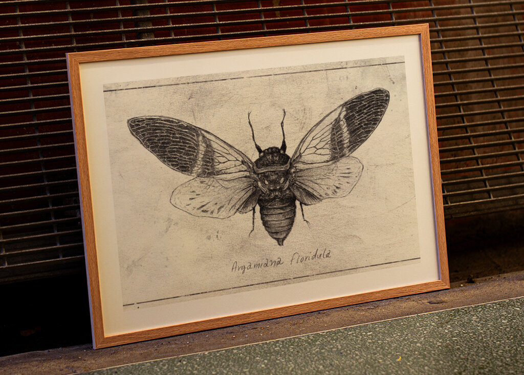 Insect Illustration