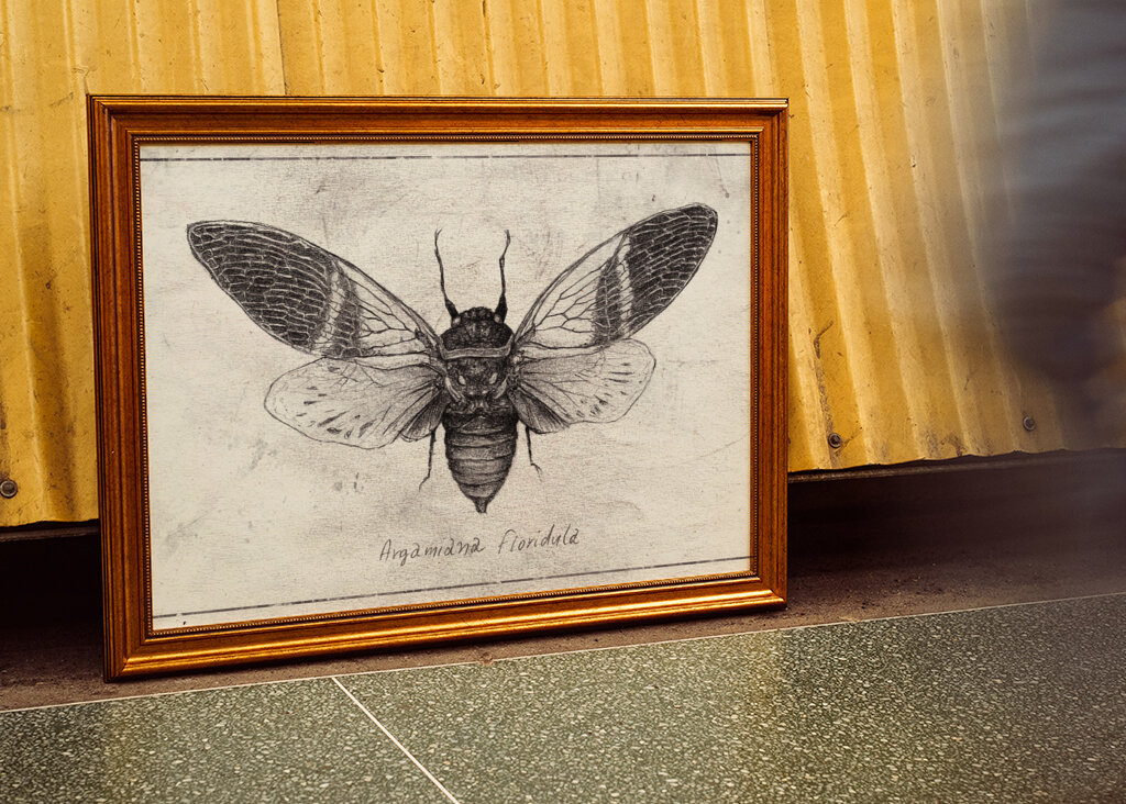 Insect Illustration