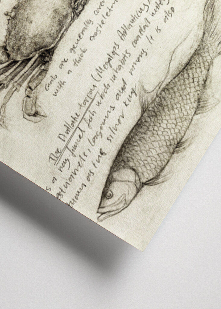 Mythical And Marine Creatures