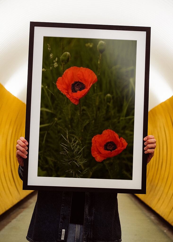 Red Poppies In A Lush Green Field
