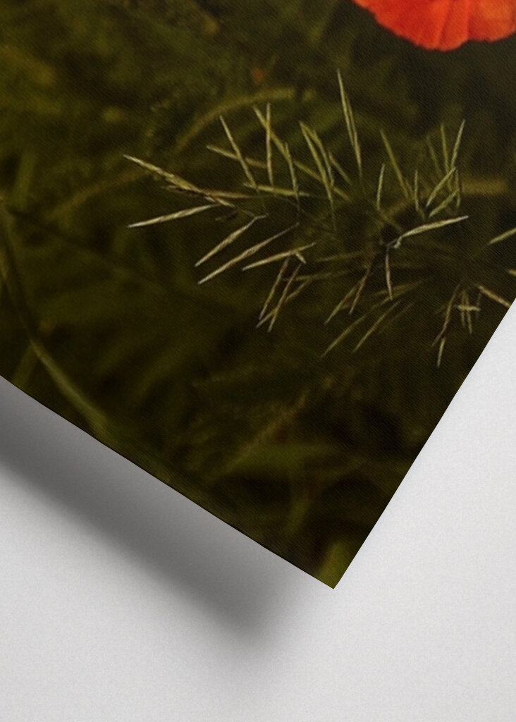 Red Poppies In A Lush Green Field