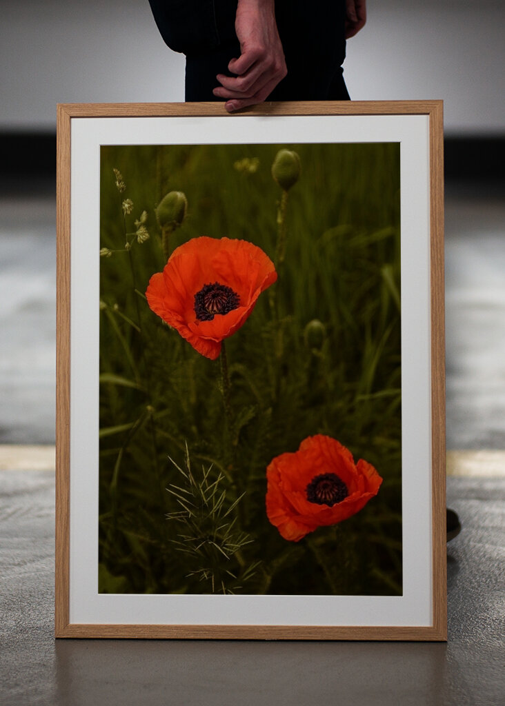 Red Poppies In A Lush Green Field
