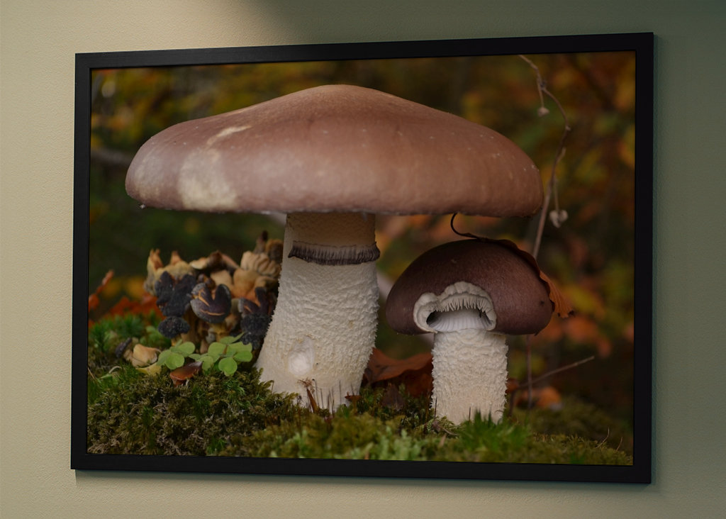 Muschrooms