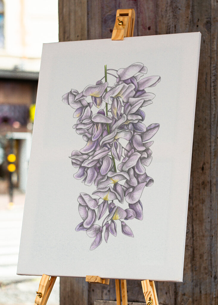 Wisteria Flowers