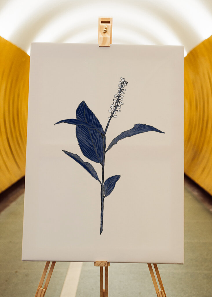 Plant with Delicate Leaves