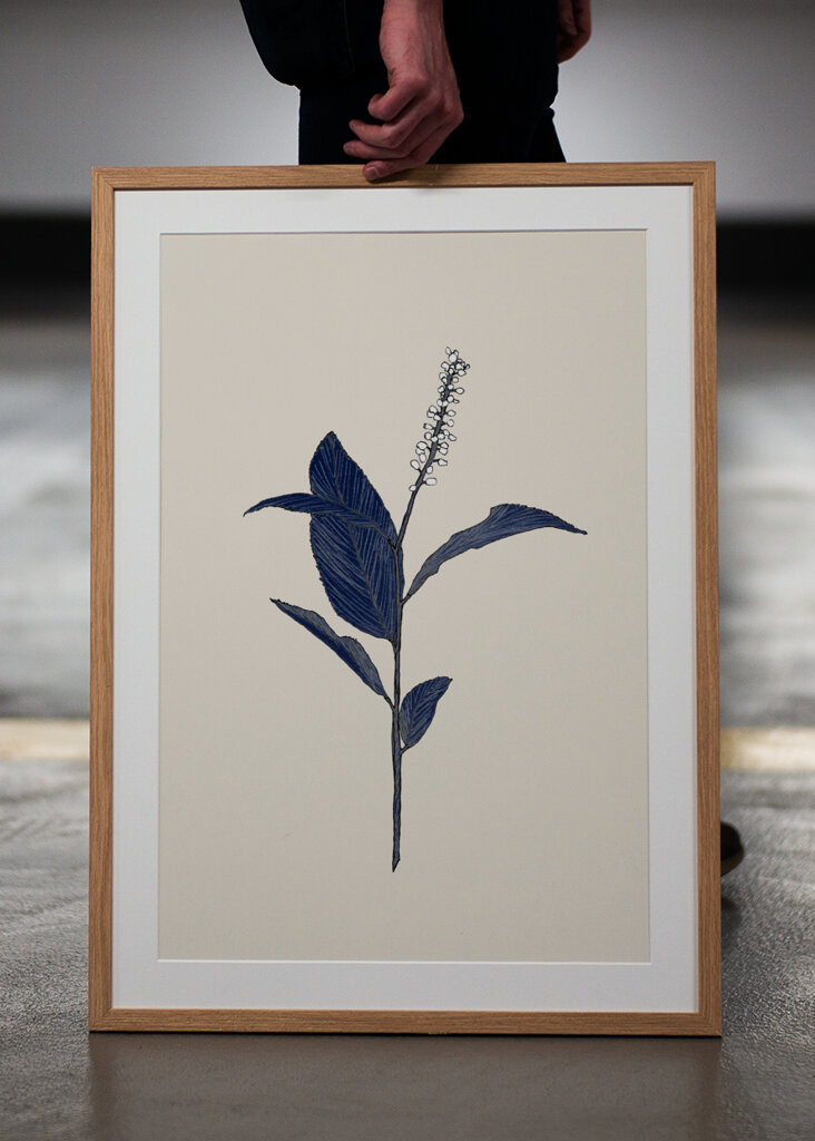 Plant with Delicate Leaves