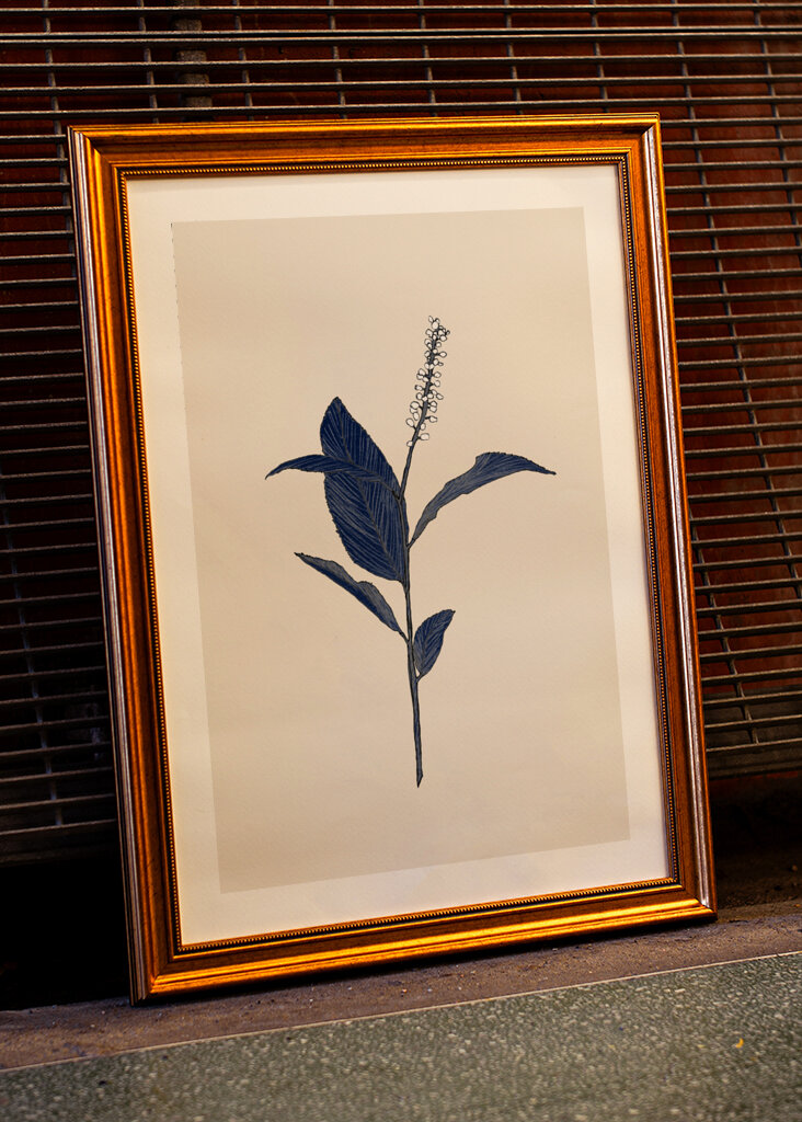 Plant with Delicate Leaves