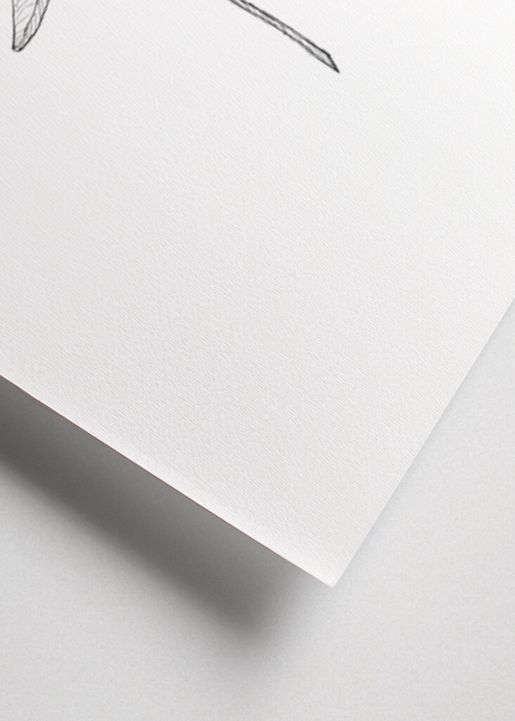 Delicate Leaf Sketch